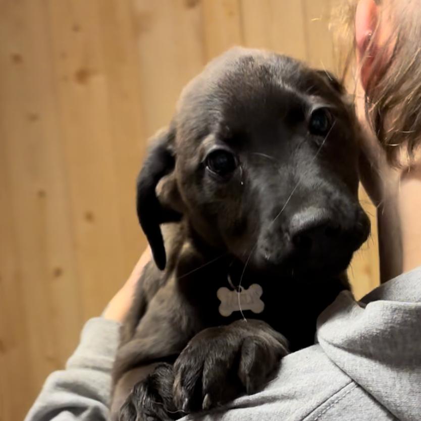 Enlarge Zane, a Adoptable Mixed Breed in Laurel, MS image 1/2