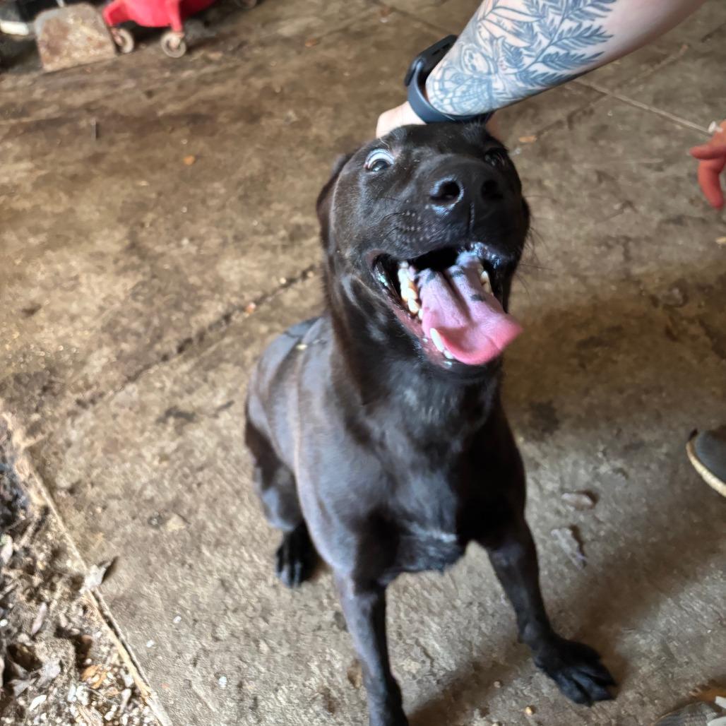 Enlarge Zane, a Adoptable Mixed Breed in Laurel, MS image 2/2