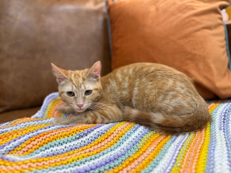 Kimmie Clementine — thumbnail 5