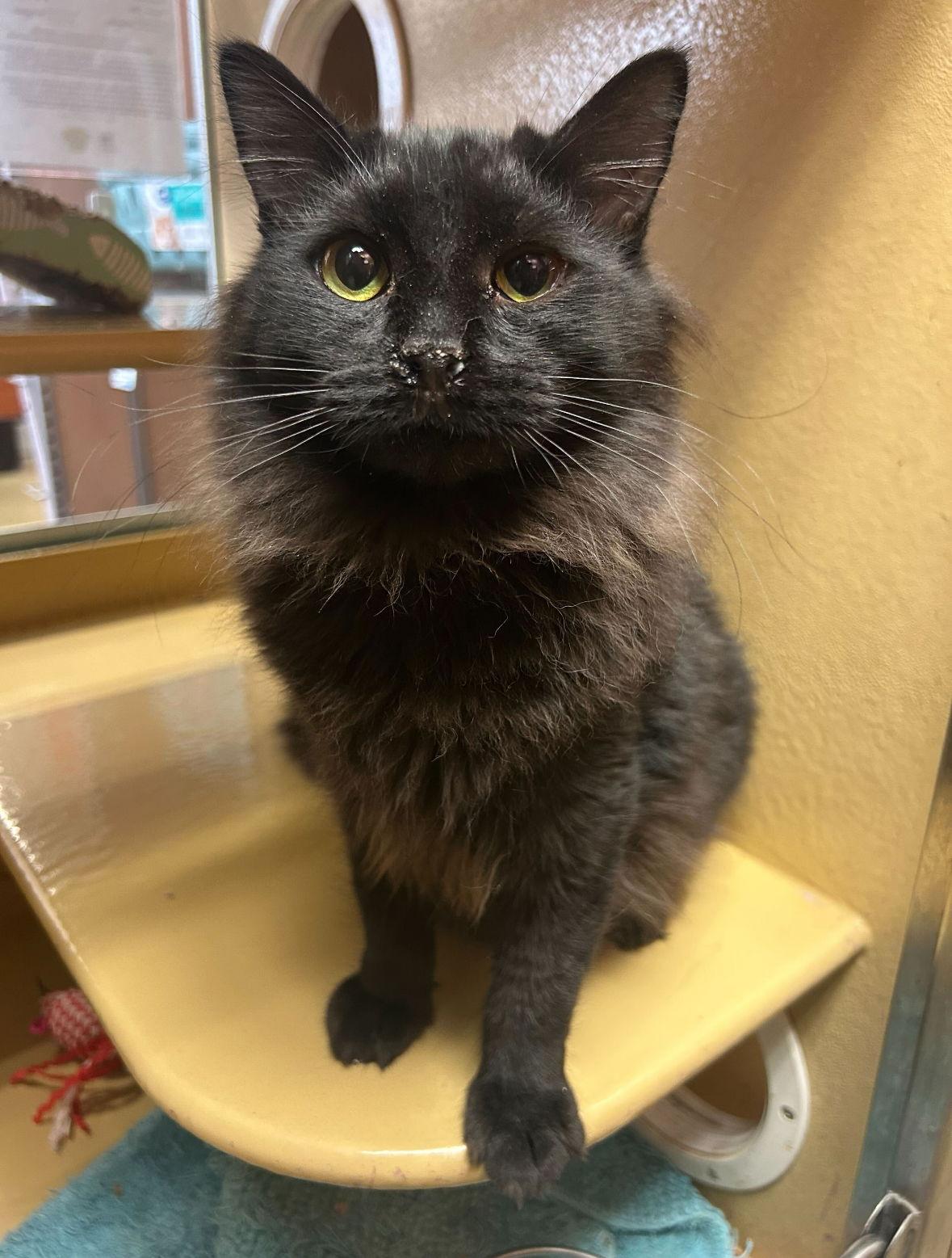 Dim Sum, Adoptable, Young Male Domestic Long Hair.