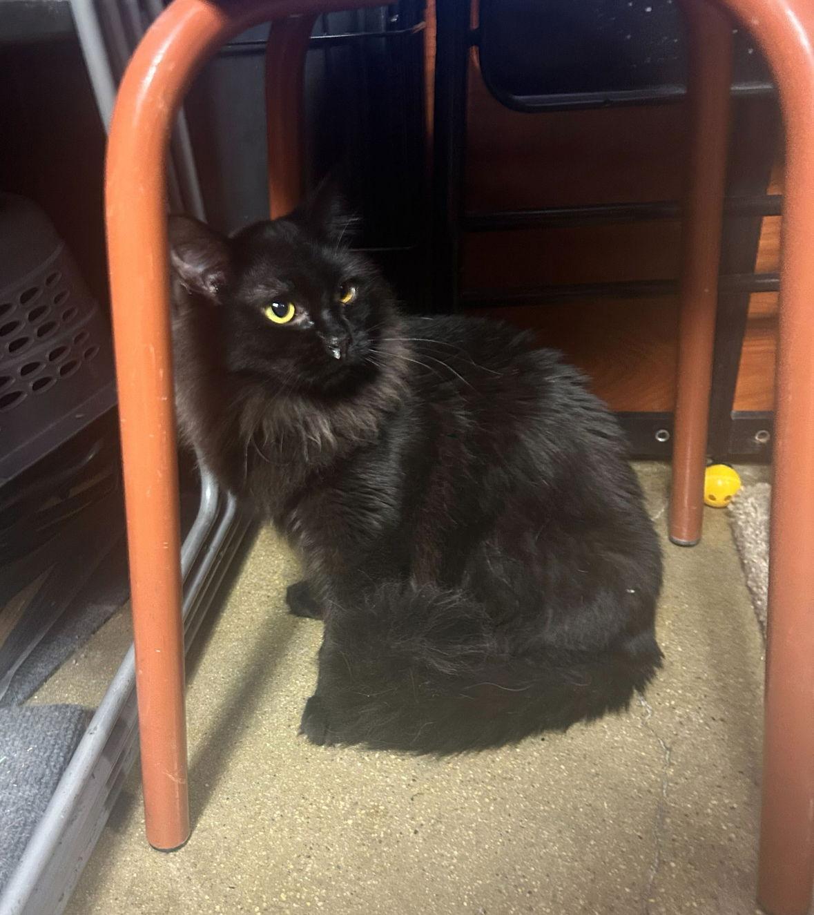 Dim Sum, a Adoptable Domestic Long Hair in Los Angeles, CA image 2/3