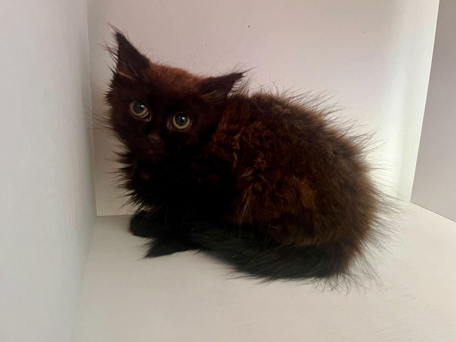 Dim Sum, a Adoptable Domestic Long Hair in Los Angeles, CA image 3/3