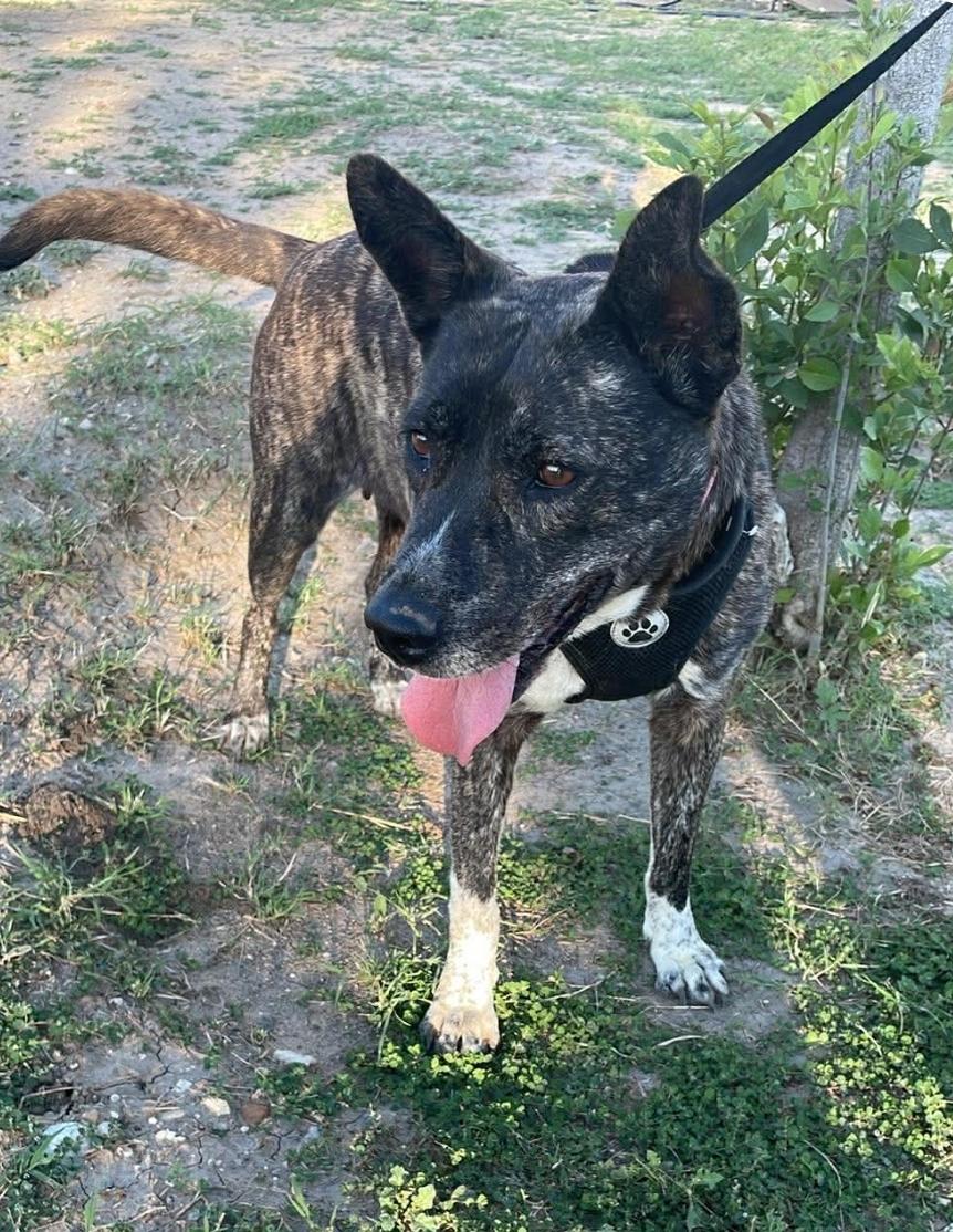 Enlarge Selma, a ADOPTABLE mixed breed in Paramus, NJ image 5/6