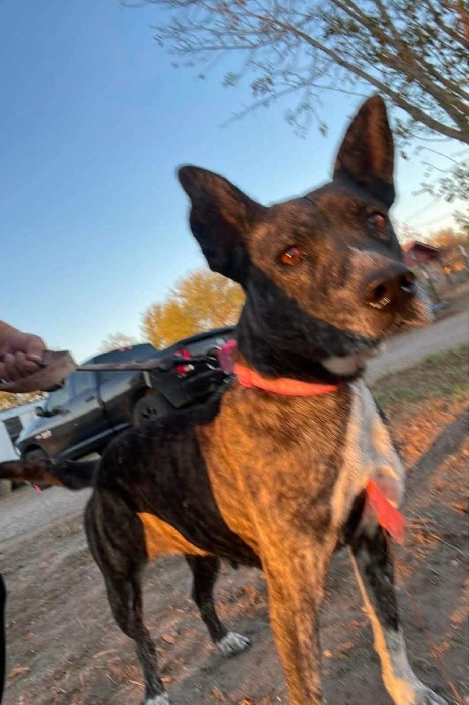 Enlarge Selma, a ADOPTABLE mixed breed in Paramus, NJ image 2/3