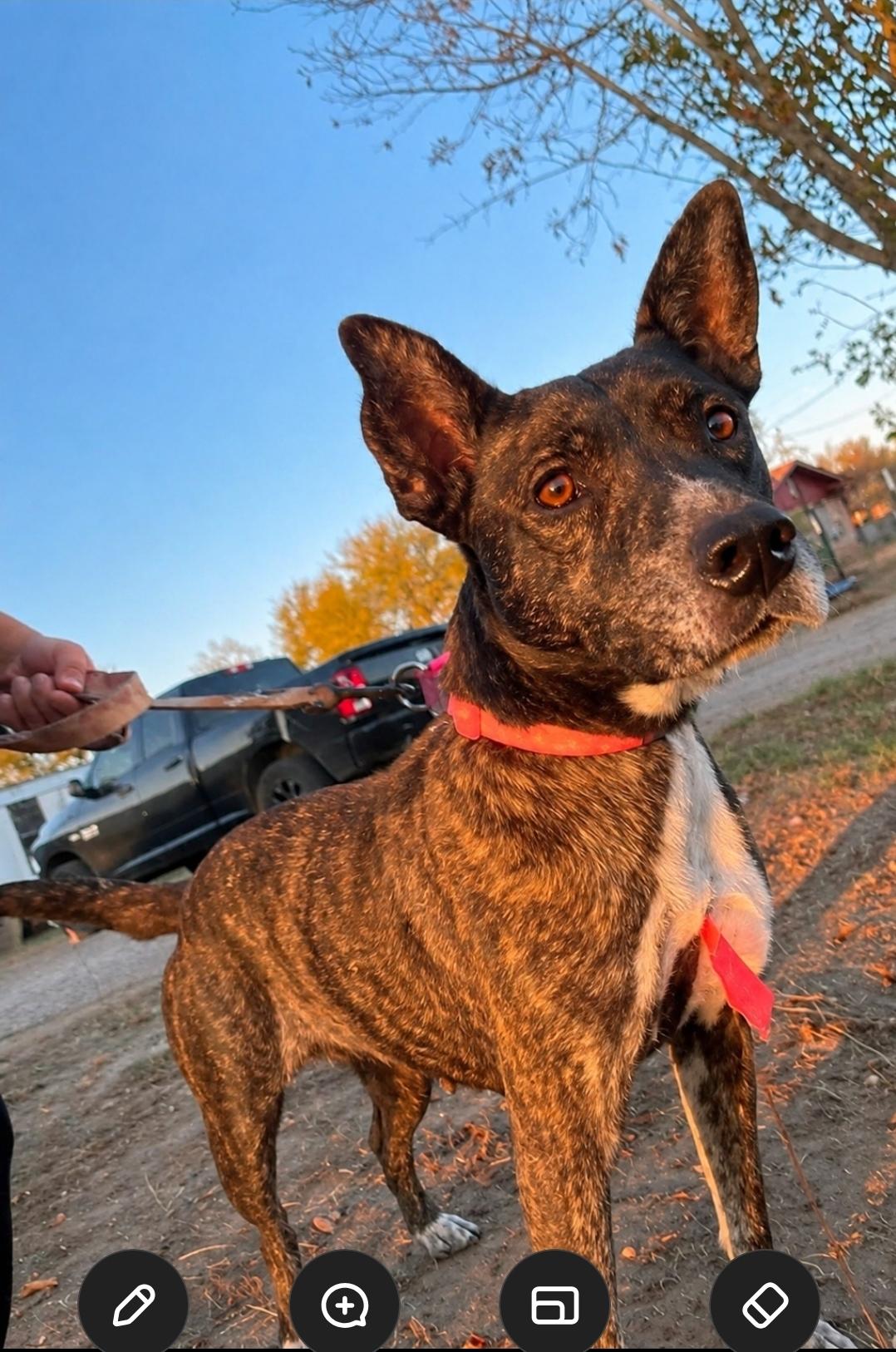 Enlarge Selma, a Adoptable mixed breed in Paramus, NJ image 4/6