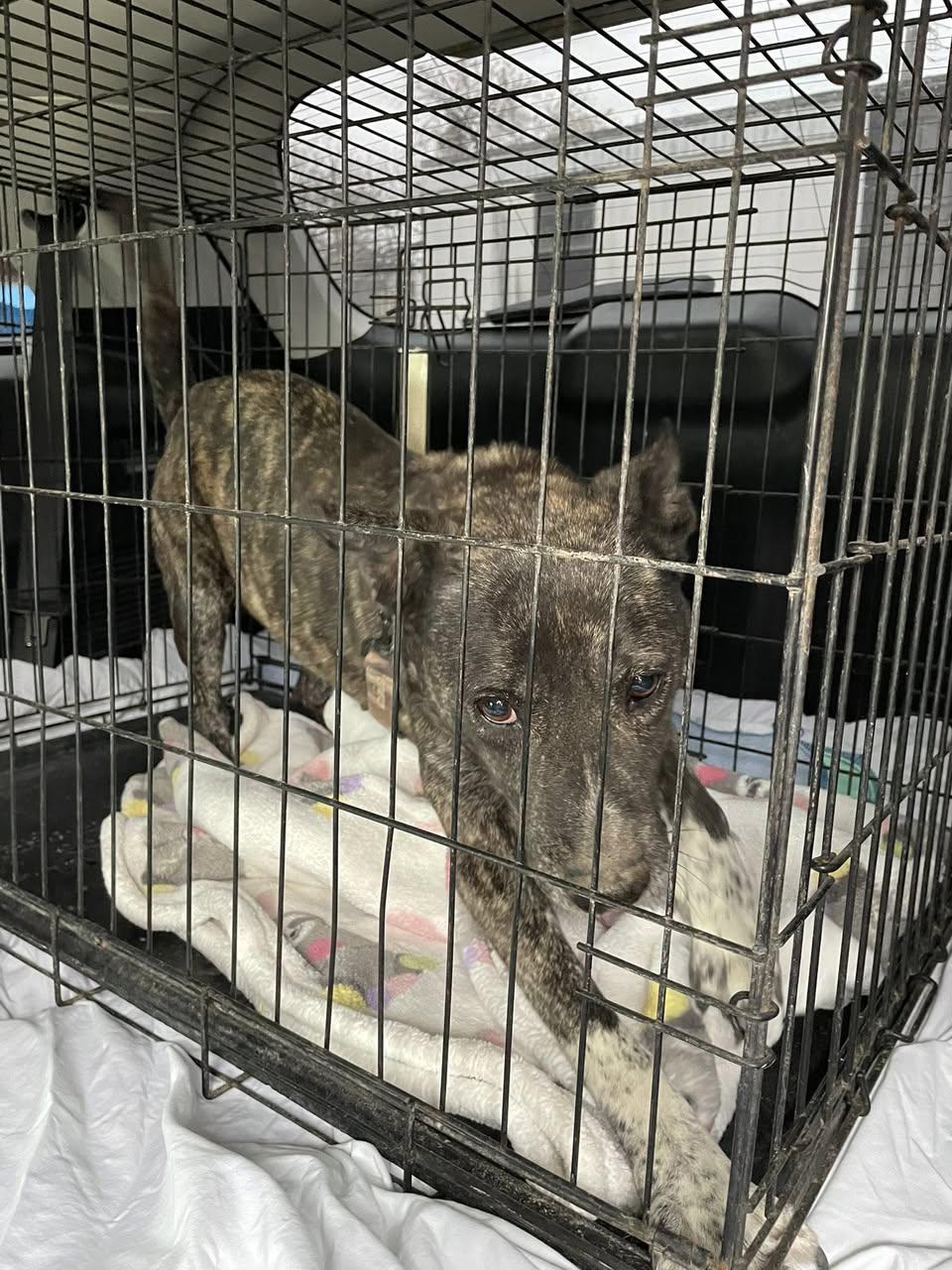 Enlarge Selma, a ADOPTABLE mixed breed in Paramus, NJ image 3/3