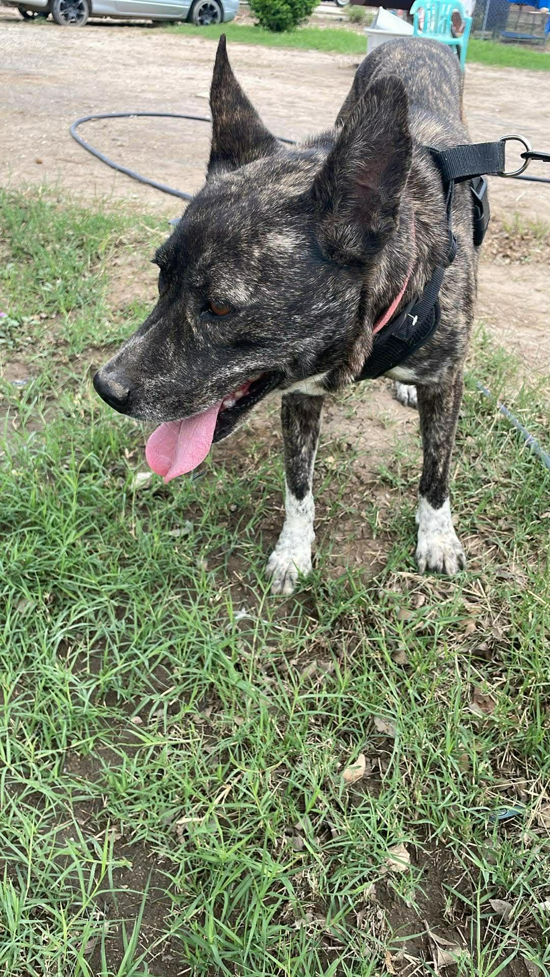 Enlarge Selma, a ADOPTABLE mixed breed in Paramus, NJ image 5/6
