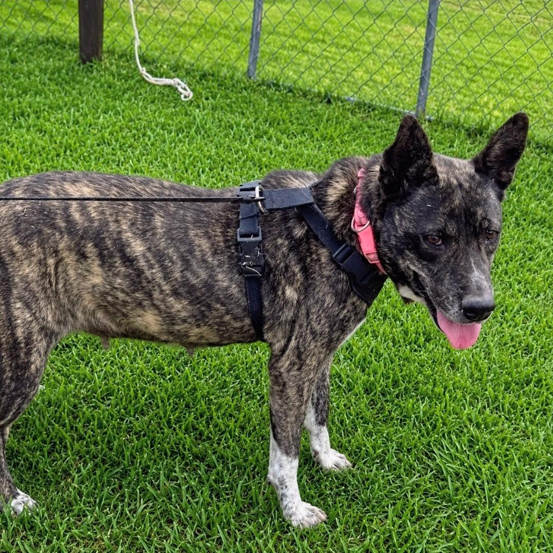 Enlarge Selma, a Adoptable mixed breed in Paramus, NJ image 1/6