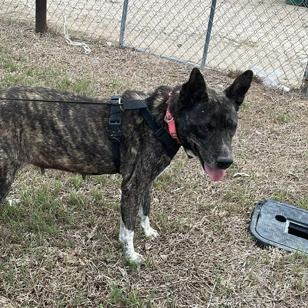 Enlarge Selma, a ADOPTABLE mixed breed in Paramus, NJ image 4/6