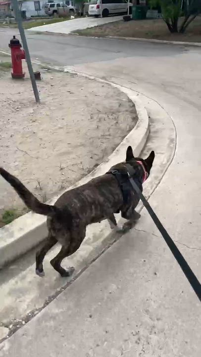 Enlarge Selma, a ADOPTABLE mixed breed in Paramus, NJ video 3/6