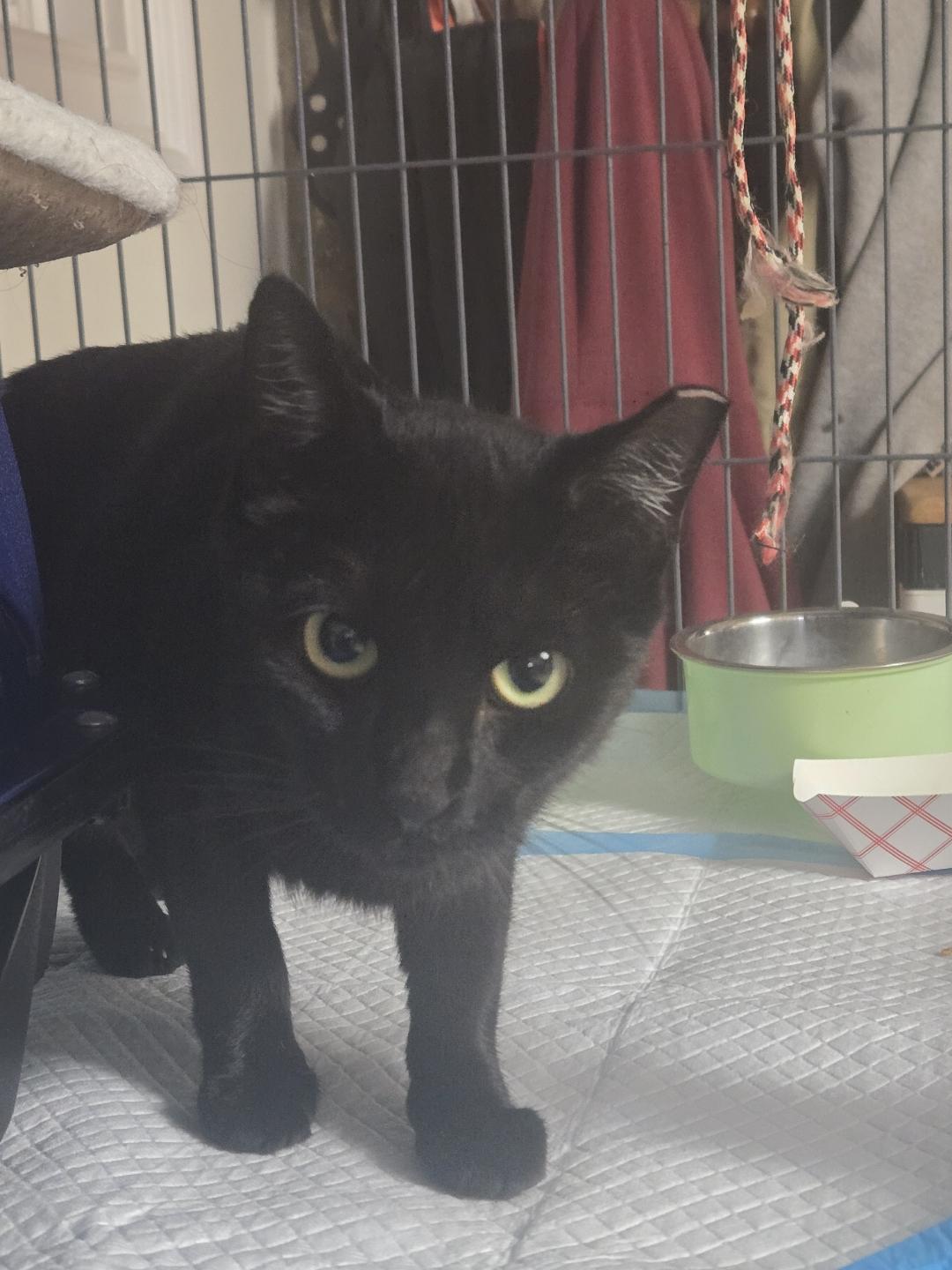 Enlarge Salem, a Adoptable Domestic Short Hair in Brick, NJ image 1/3