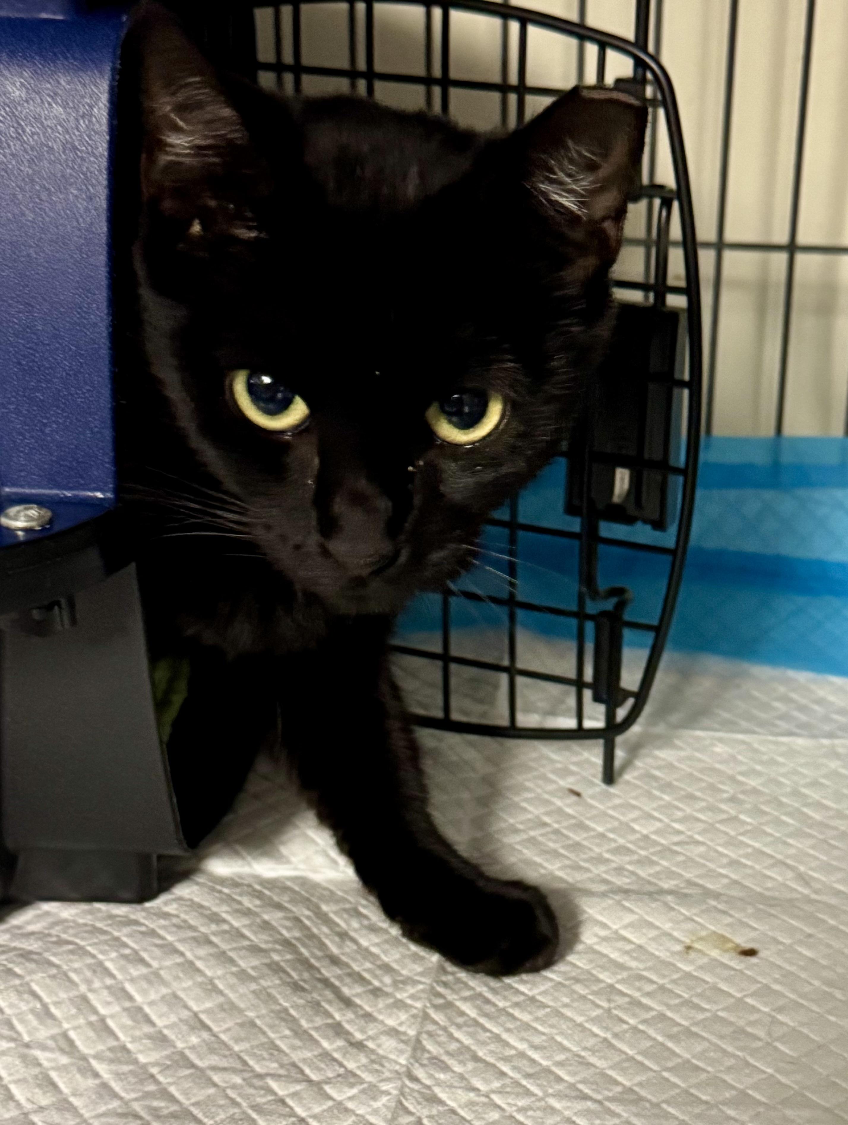 Enlarge Salem, a Adoptable Domestic Short Hair in Brick, NJ image 2/3