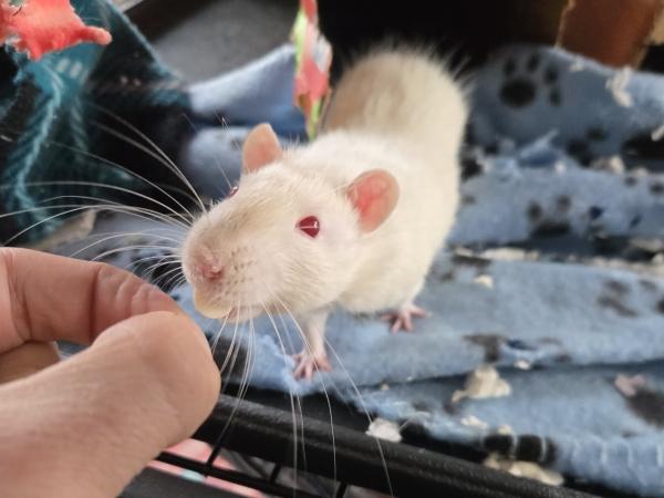 Rizzo & Trout, ADOPTABLE, Adult Male Rat.