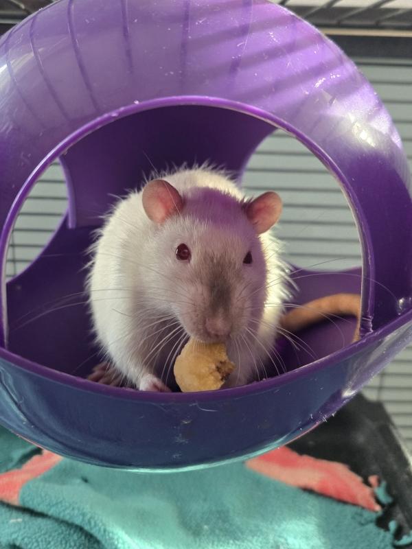 Enlarge Rizzo & Trout, a ADOPTABLE Rat in Dedham, MA image 2/3