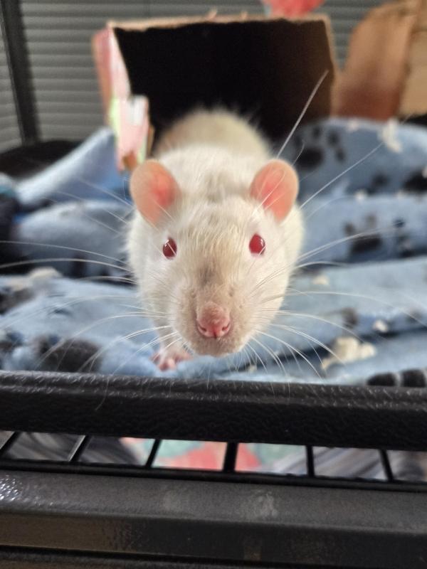 Enlarge Rizzo & Trout, a ADOPTABLE Rat in Dedham, MA image 3/3