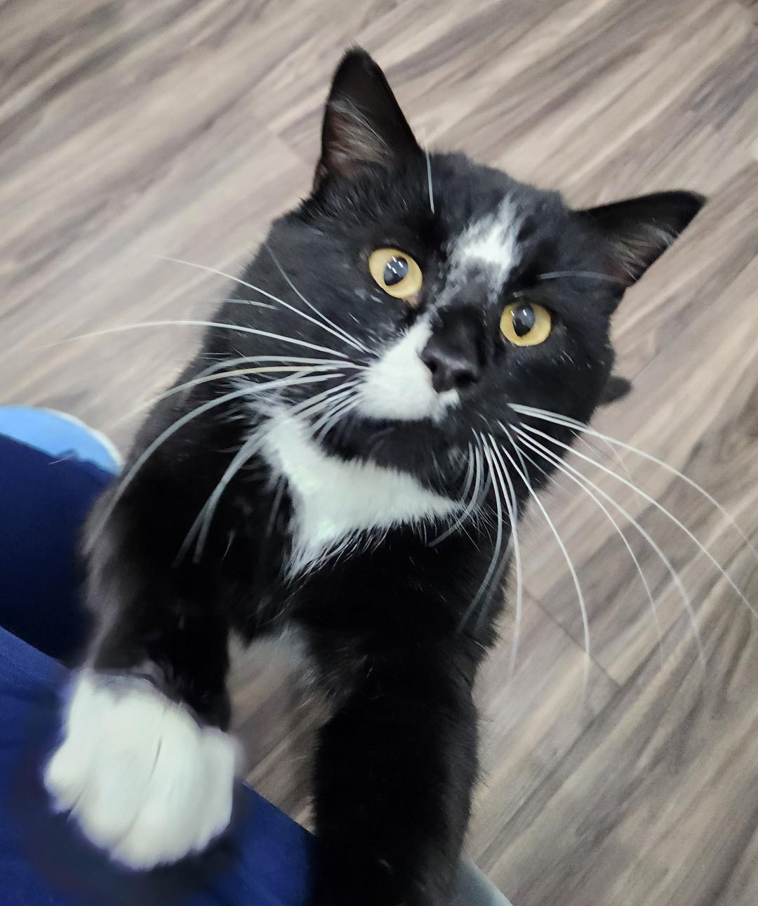 Enlarge Felix, an adopted Domestic Short Hair in Pella, IA image 1/2