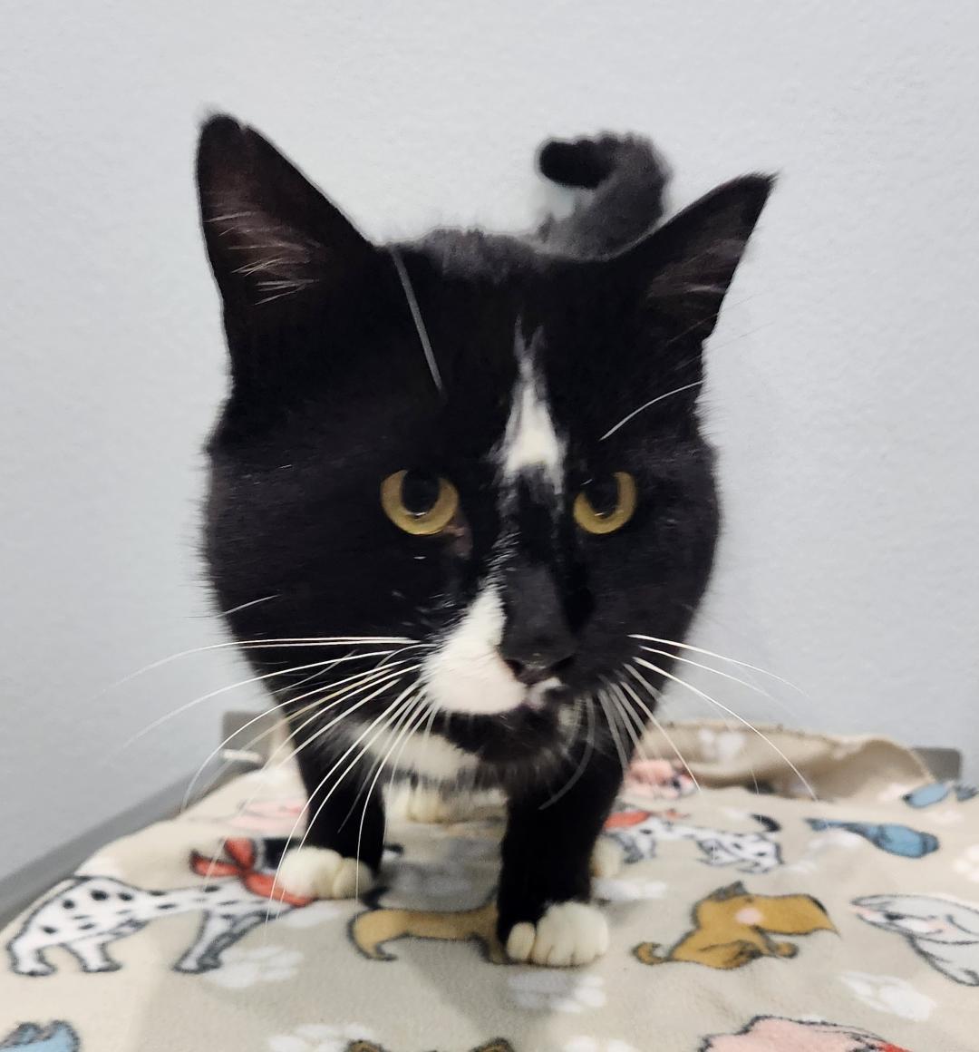 Enlarge Felix, an adopted Domestic Short Hair in Pella, IA image 2/2