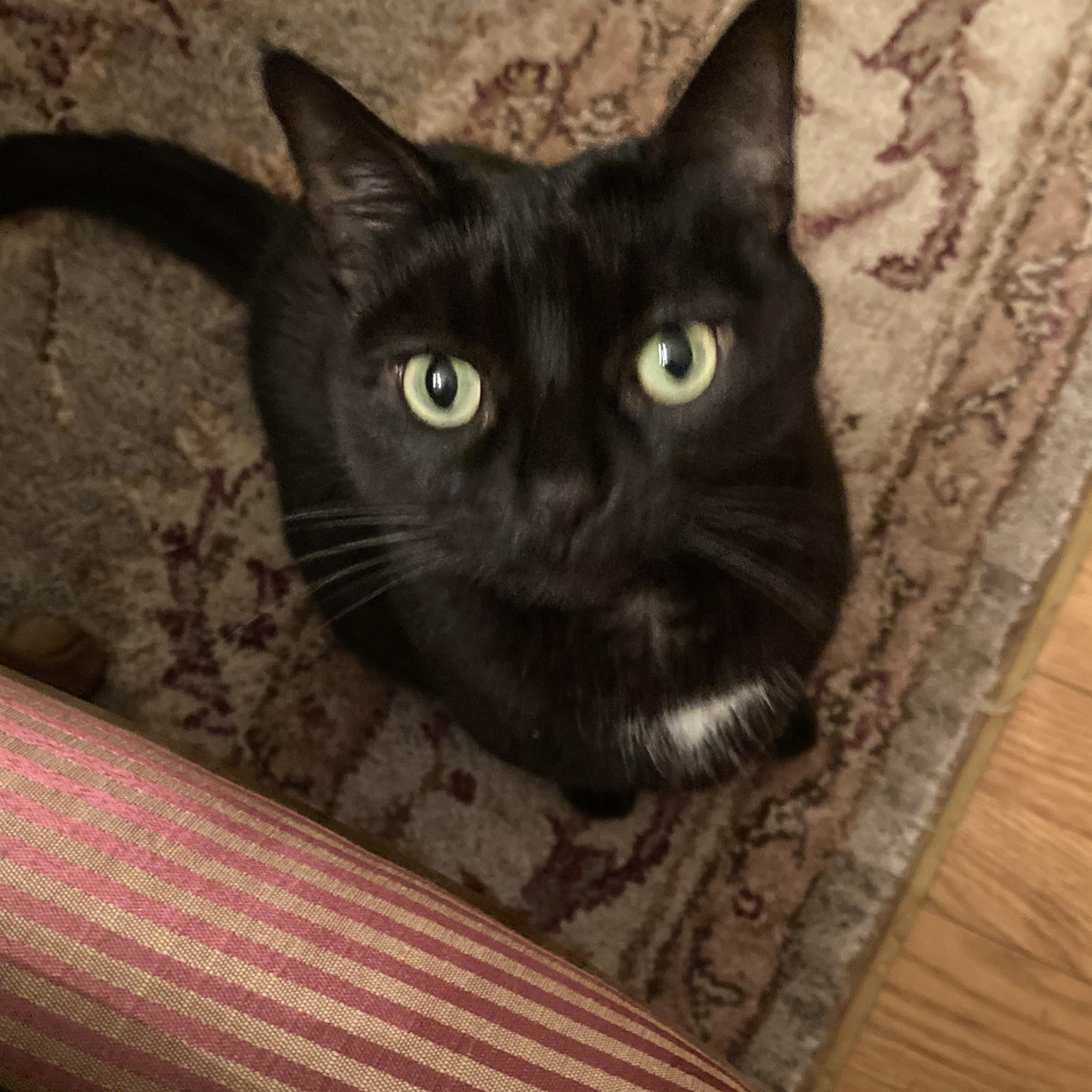 Enlarge Raven, an adoptable Domestic Short Hair in Syracuse, NY image 2/4