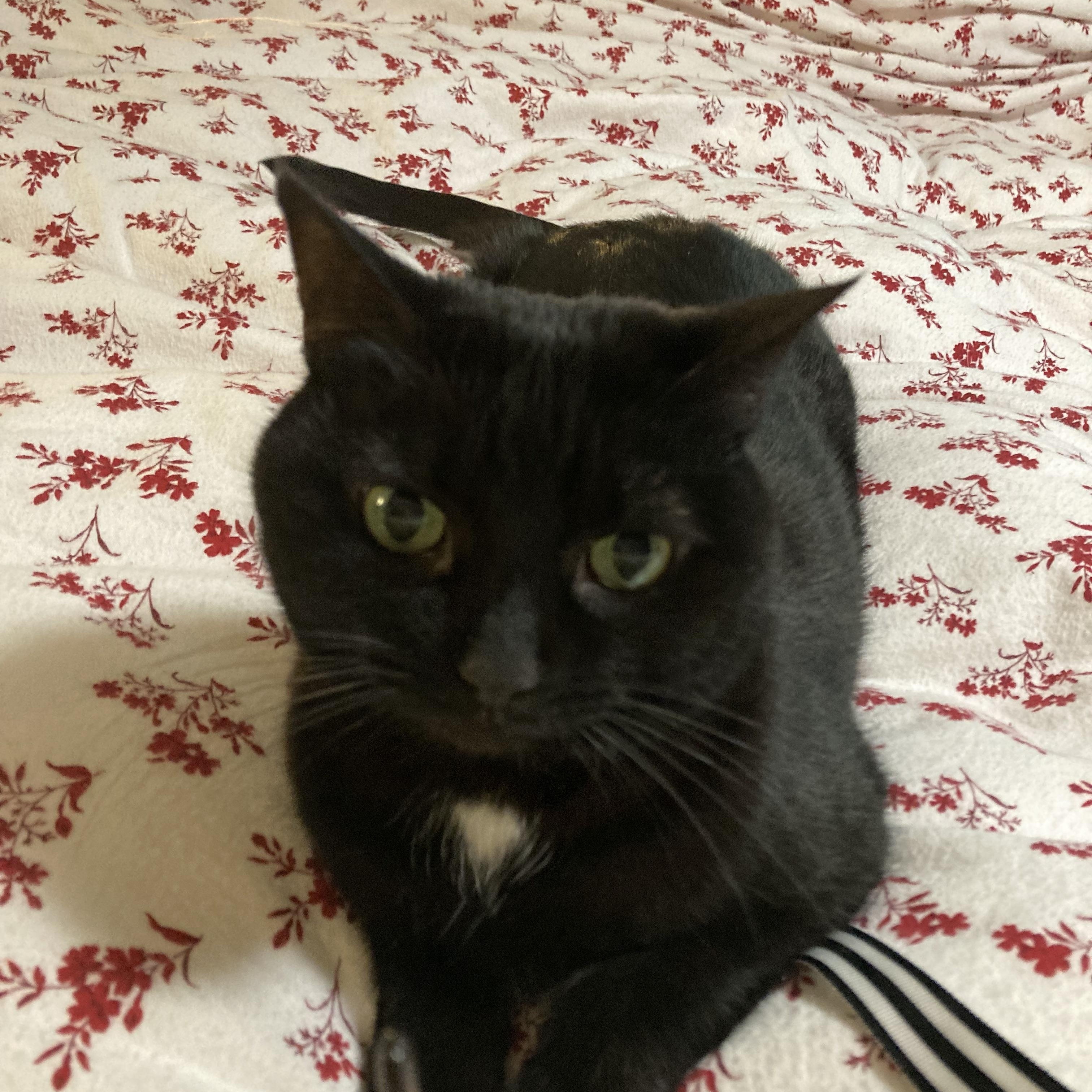 Enlarge Raven, an adoptable Domestic Short Hair in Syracuse, NY image 4/4