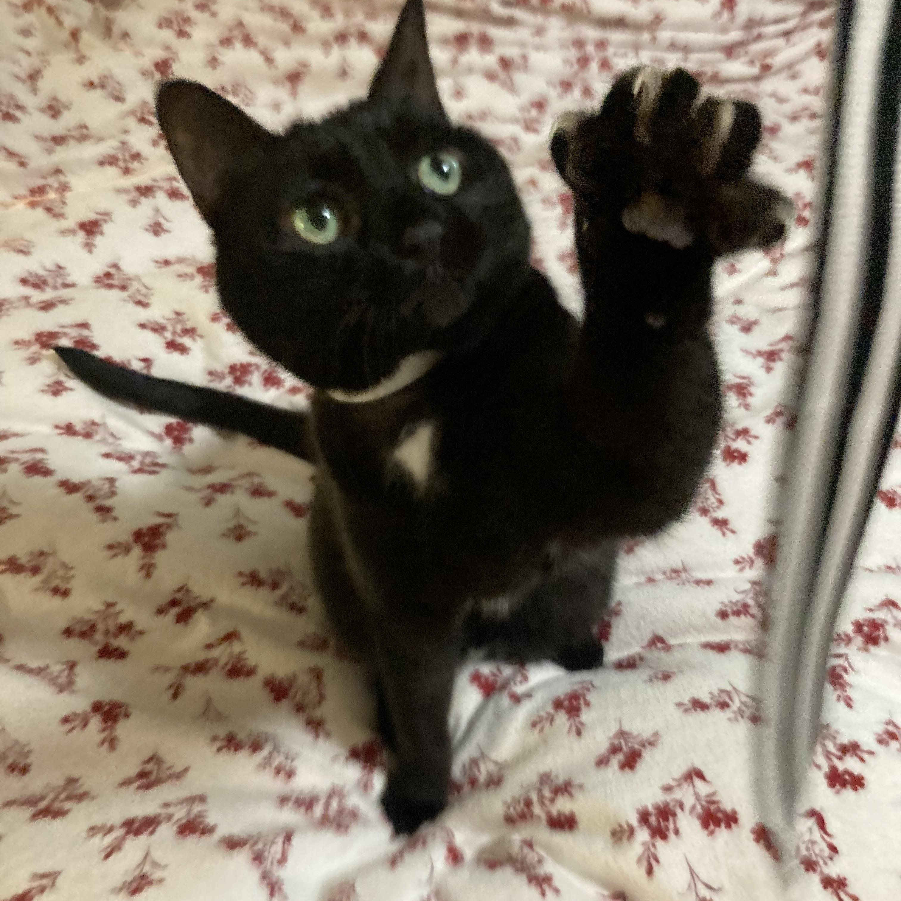 Raven, adoptable, Adult Female Domestic Short Hair.