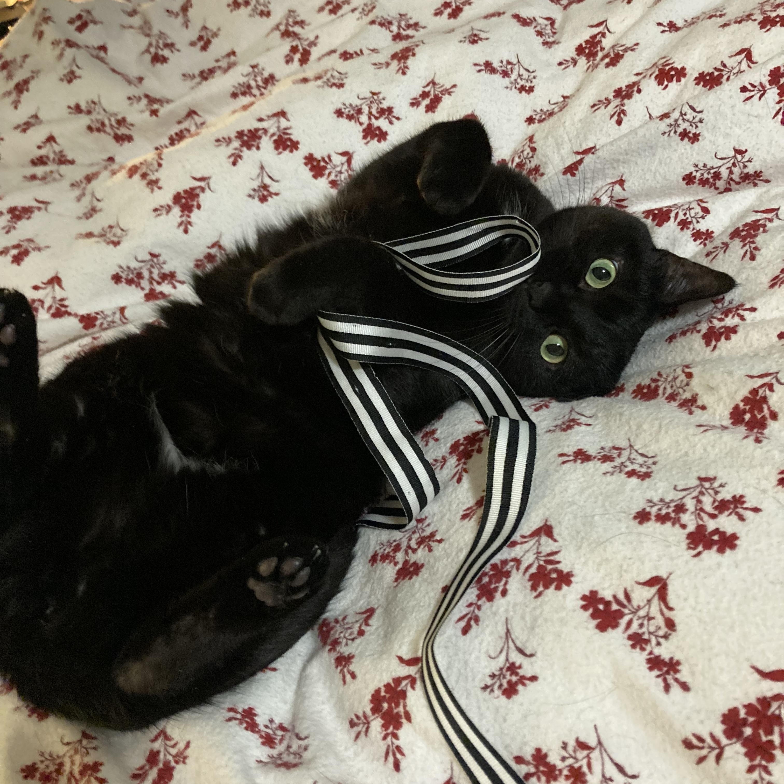 Enlarge Raven, an adoptable Domestic Short Hair in Syracuse, NY image 3/4