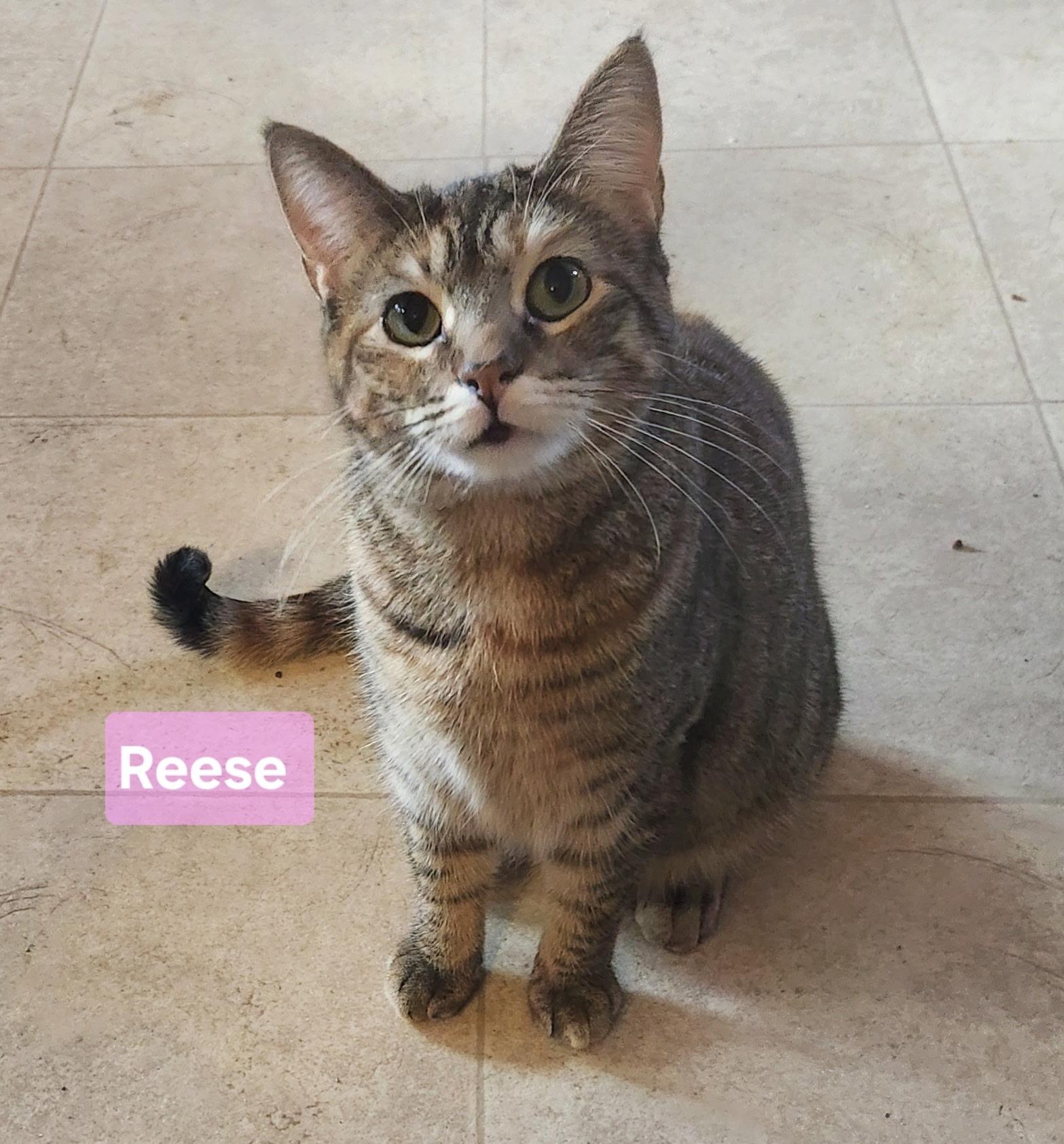 Reese