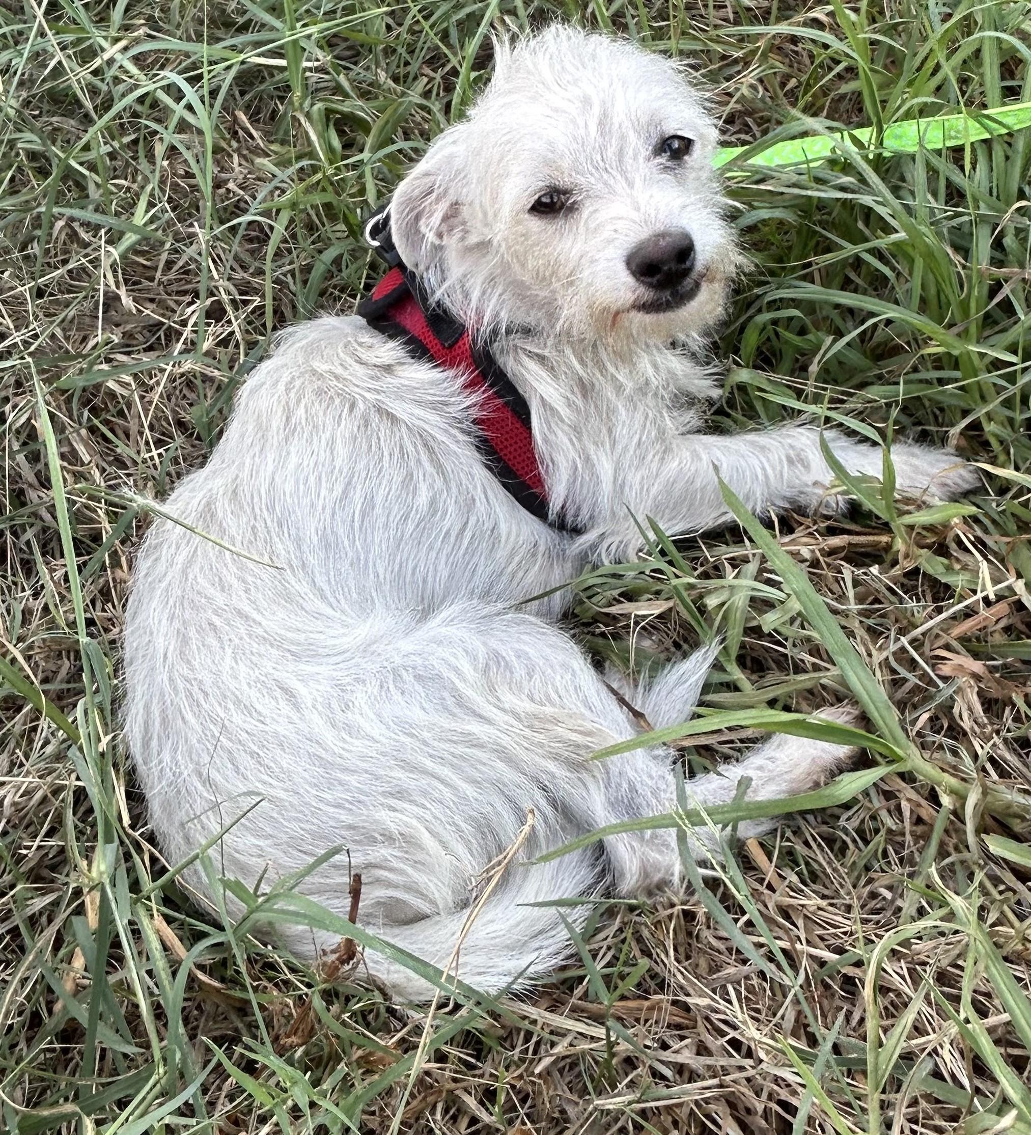 TOMMY, Adoptable, Young Male Dandie Dinmont Terrier.