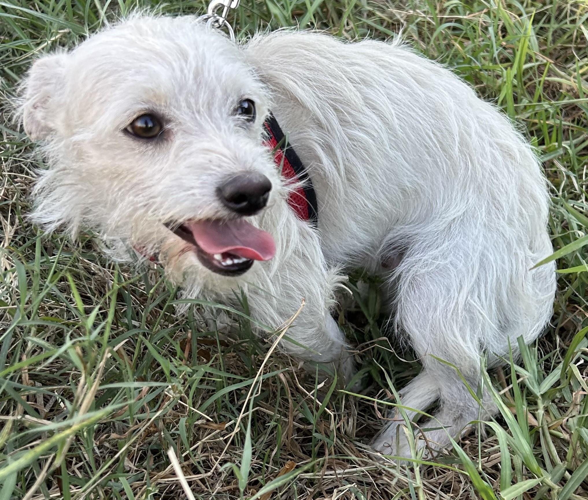 Enlarge TOMMY, a Adoptable mixed breed in Bell Gardens, CA image 5/5