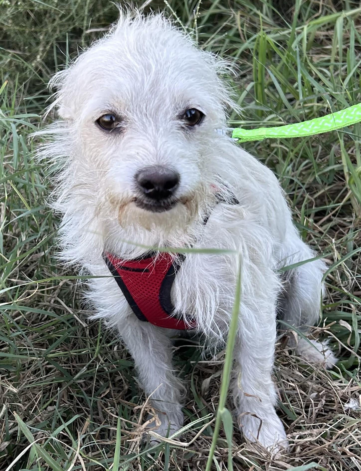 Enlarge TOMMY, a Adoptable mixed breed in Bell Gardens, CA image 2/5