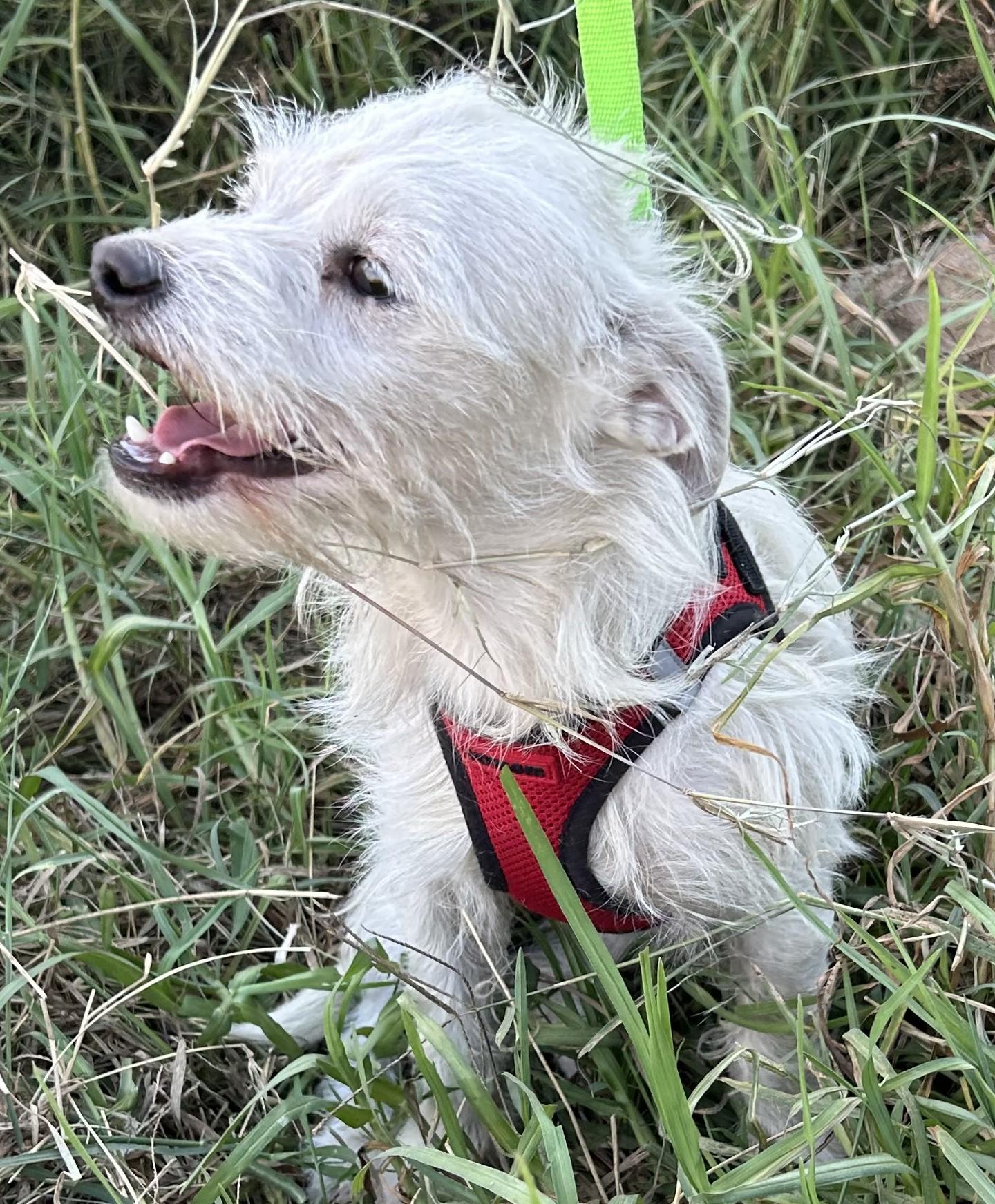 Enlarge TOMMY, a Adoptable mixed breed in Bell Gardens, CA image 4/5