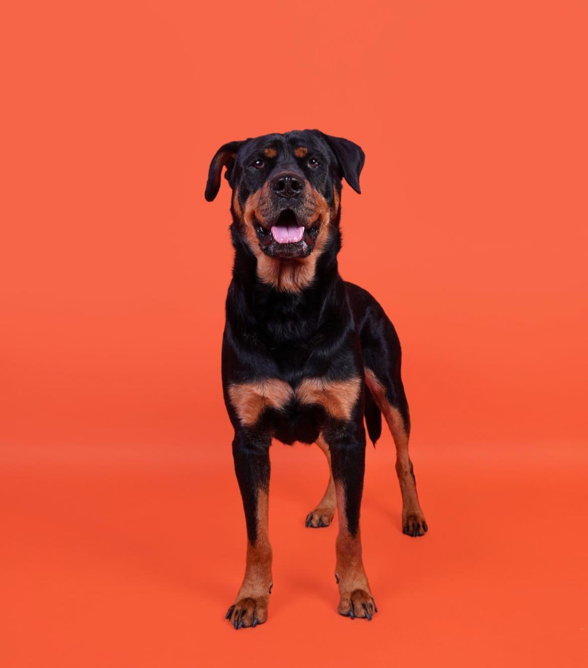 Enlarge Jett, a ADOPTABLE Rottweiler in Polk, OH image 5/5