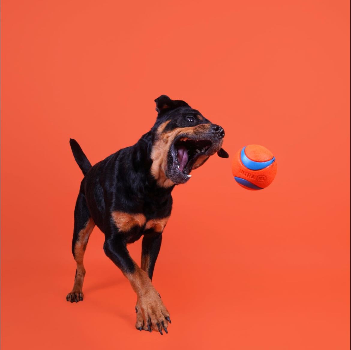 Enlarge Jett, a ADOPTABLE Rottweiler in Polk, OH image 1/5