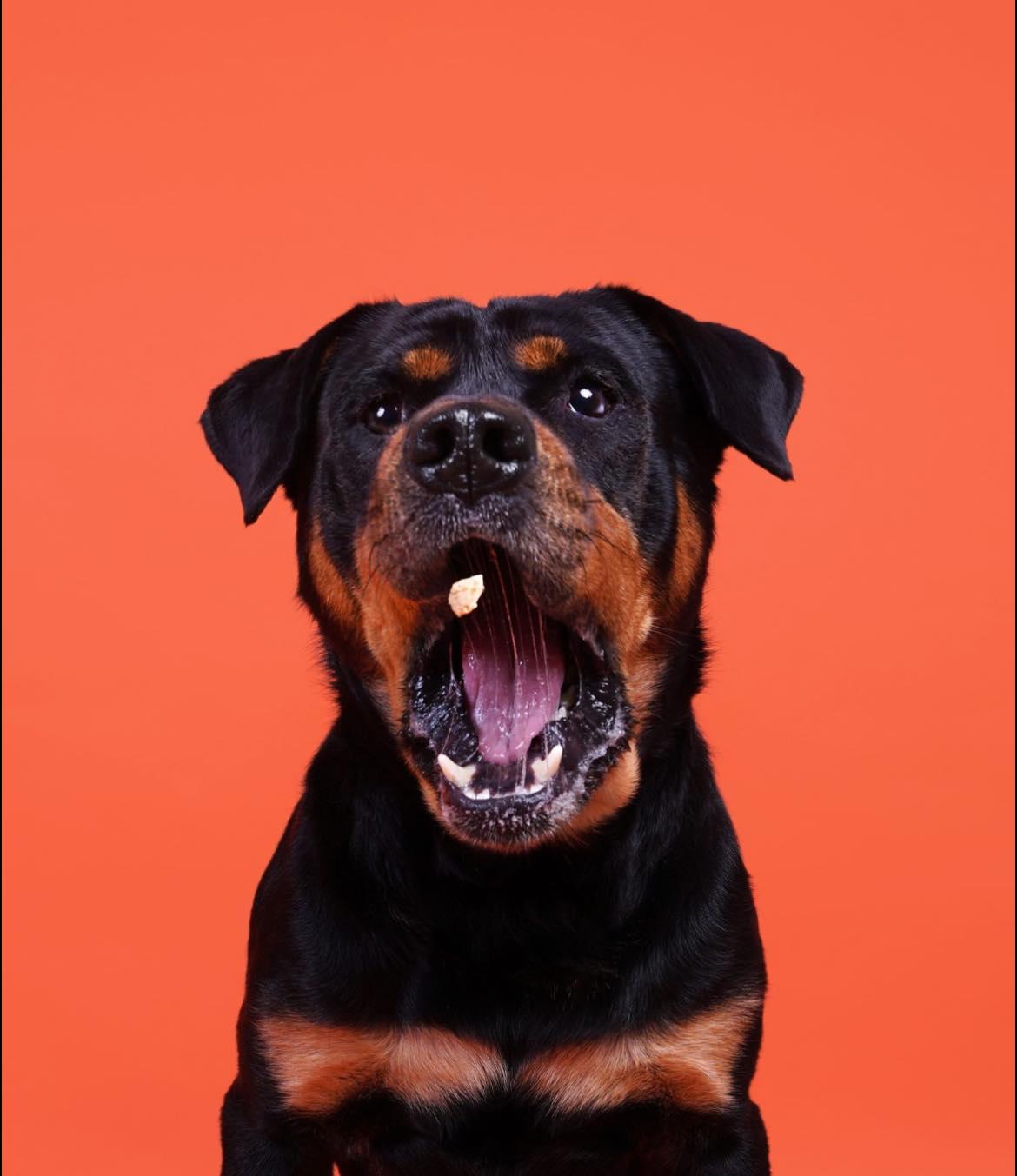 Enlarge Jett, a ADOPTABLE Rottweiler in Polk, OH image 2/5