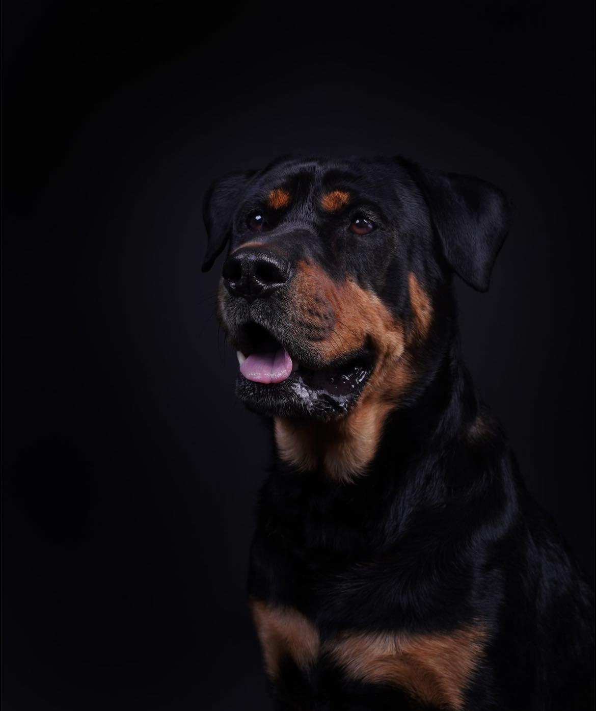 Enlarge Jett, a ADOPTABLE Rottweiler in Polk, OH image 3/5