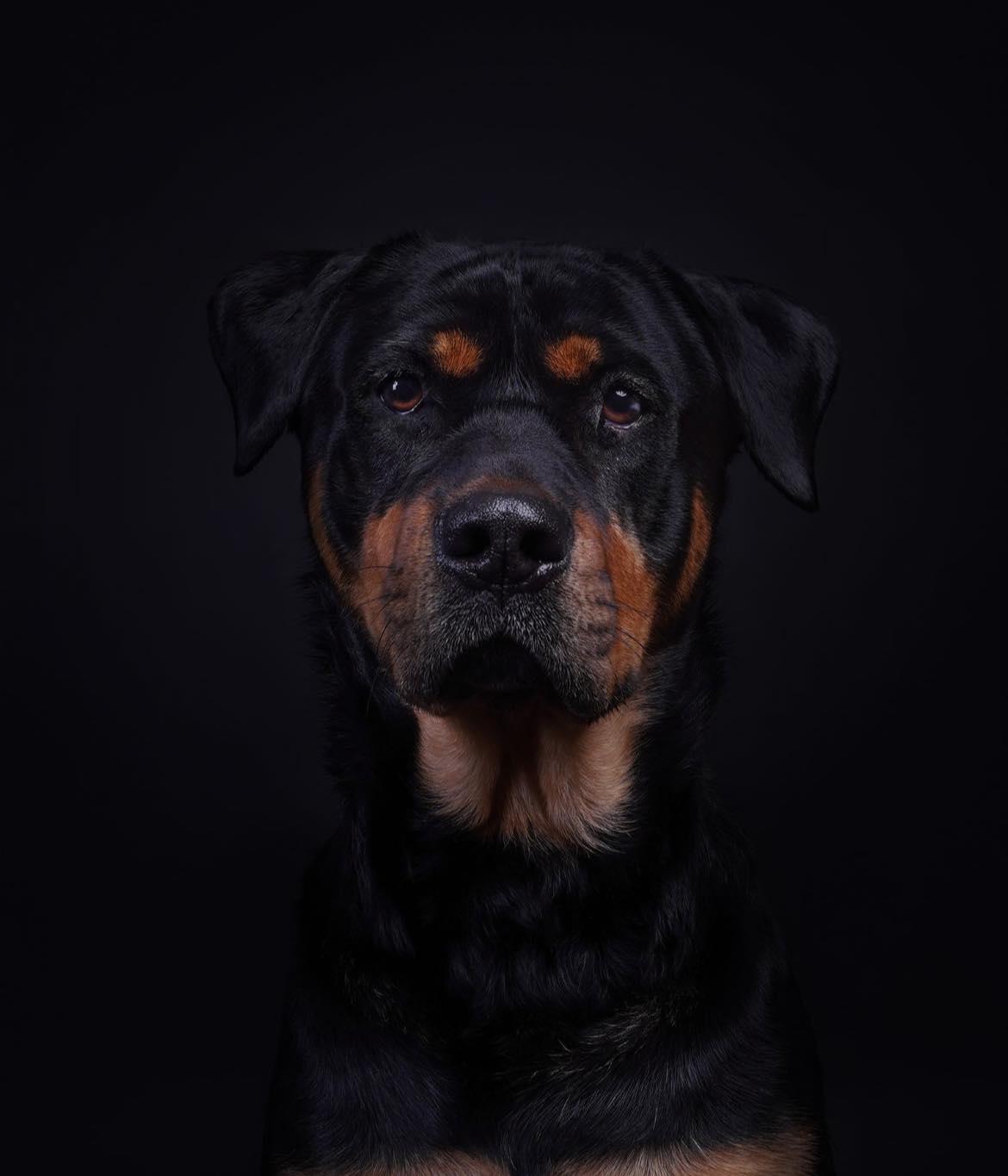Enlarge Jett, a ADOPTABLE Rottweiler in Polk, OH image 4/5