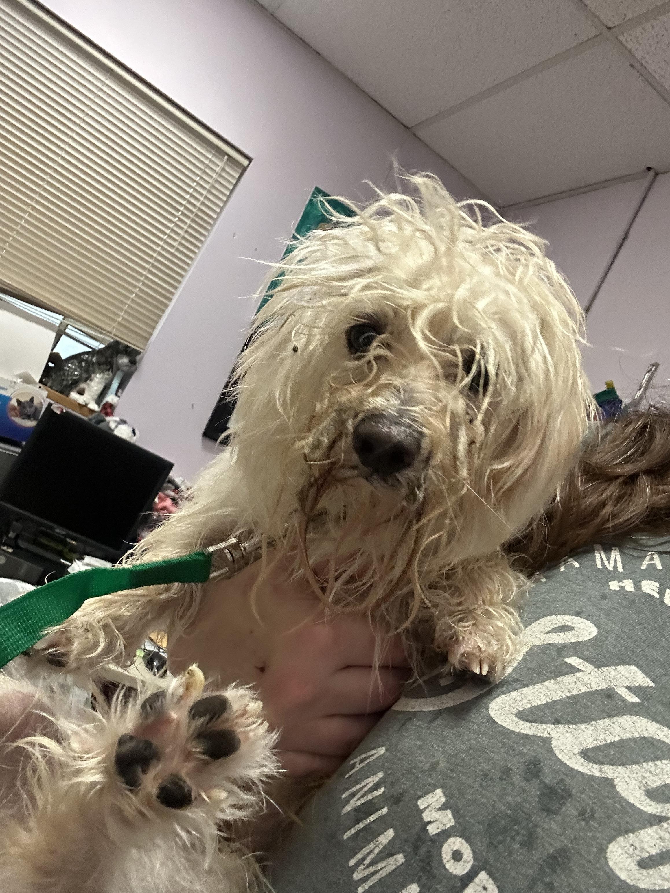 Frosty, a ADOPTABLE mixed breed in Oak Ridge, NJ image 3/3