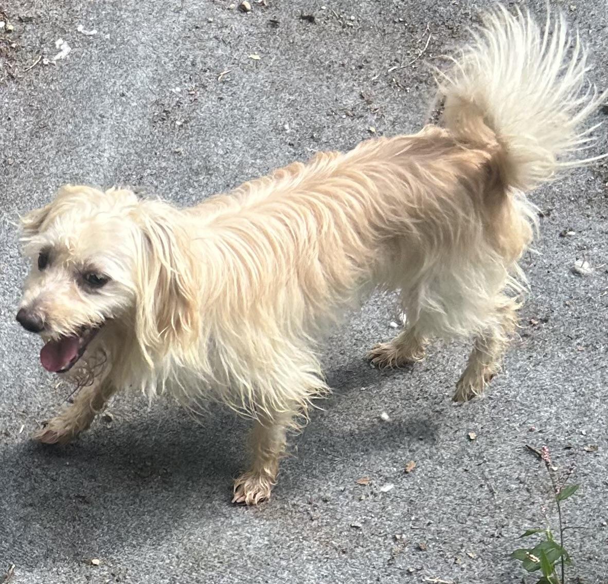 Frosty, a ADOPTABLE mixed breed in Oak Ridge, NJ image 2/3