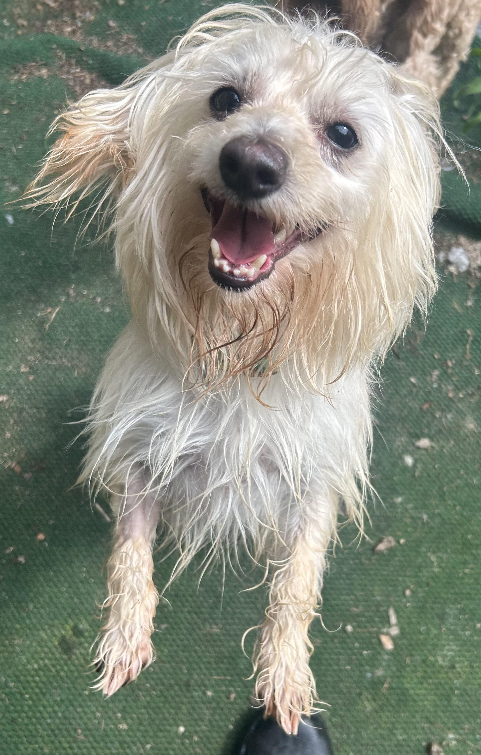 Frosty, ADOPTABLE, Young Male Jack Russell Terrier & Maltese.
