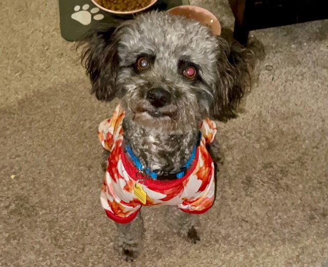 Enlarge Caden Cooper, a Adoptable mixed breed in Alpharetta, GA image 2/3