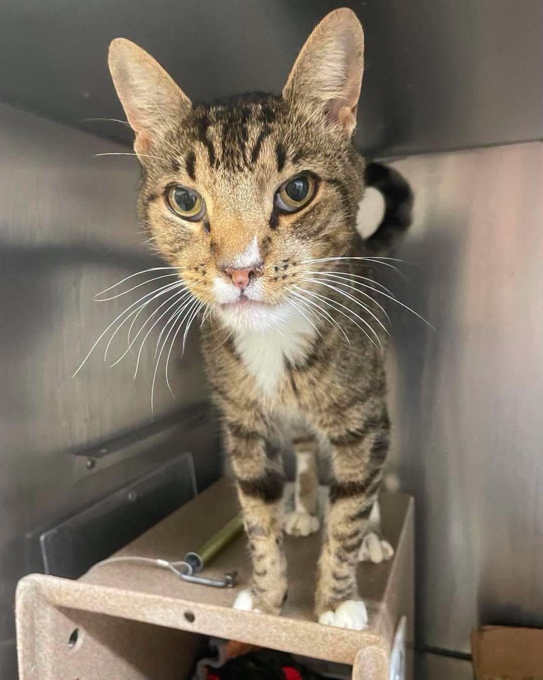 Enlarge Jimboy, a Adopted Domestic Short Hair in Stillwater, OK image 1/1