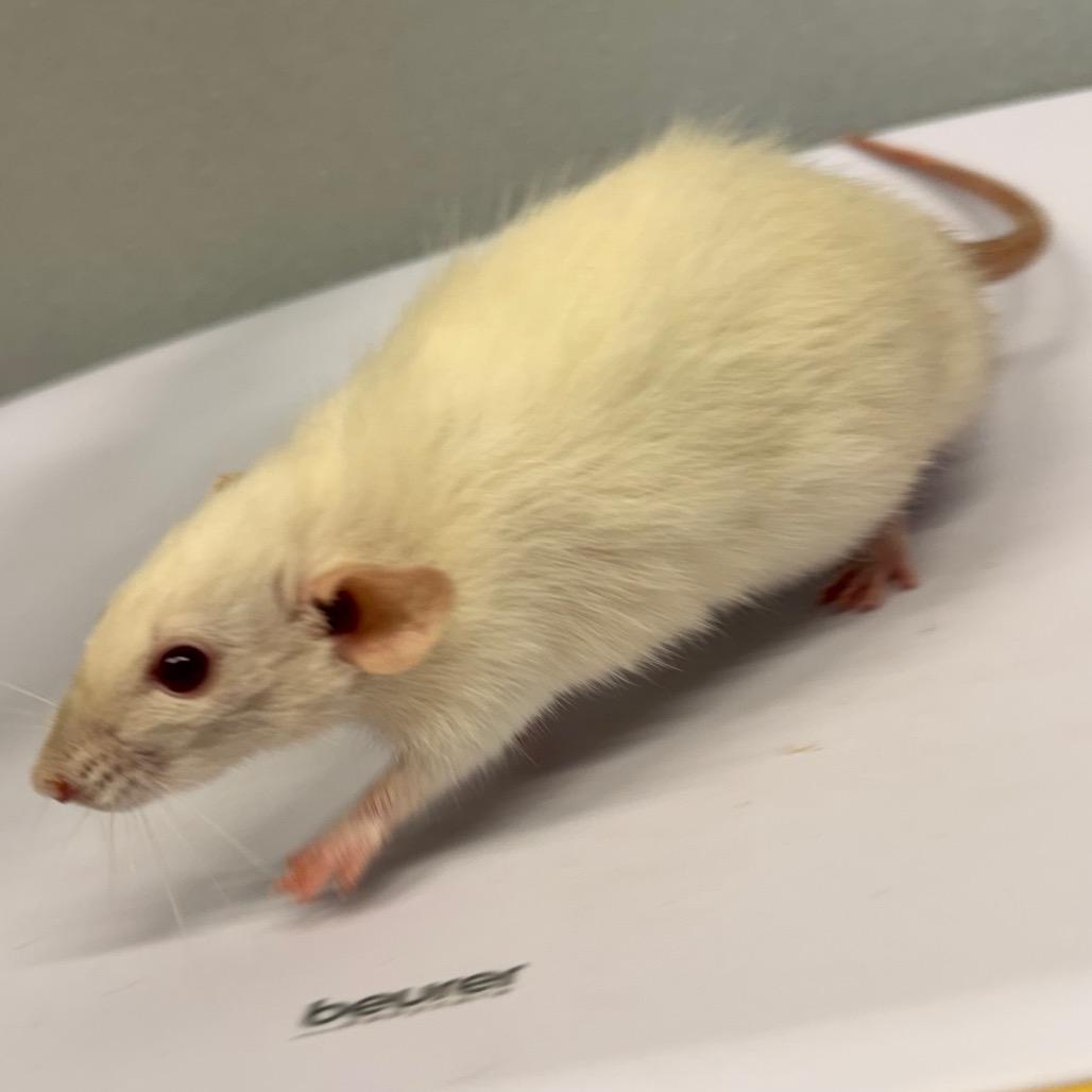 Sprinkles, Adoptable, Baby Male Rat.