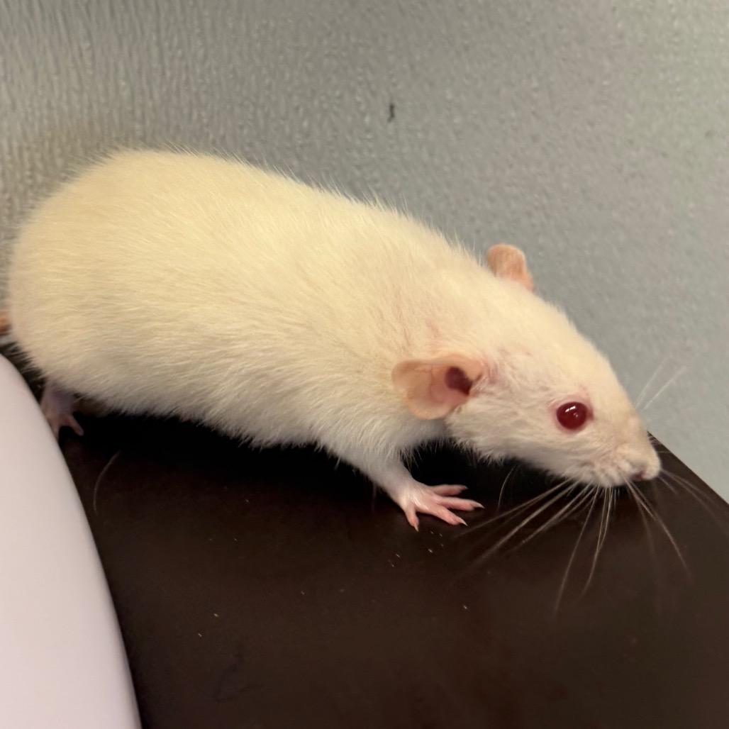 Enlarge Sprinkles, a Adoptable Rat in Tampa, FL image 2/2