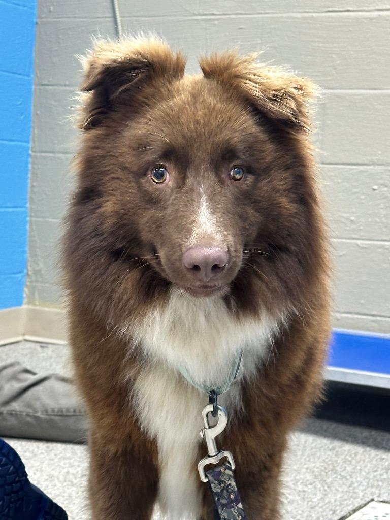 Chewy, Adoptable, Adult Male Australian Shepherd & Mixed Breed.