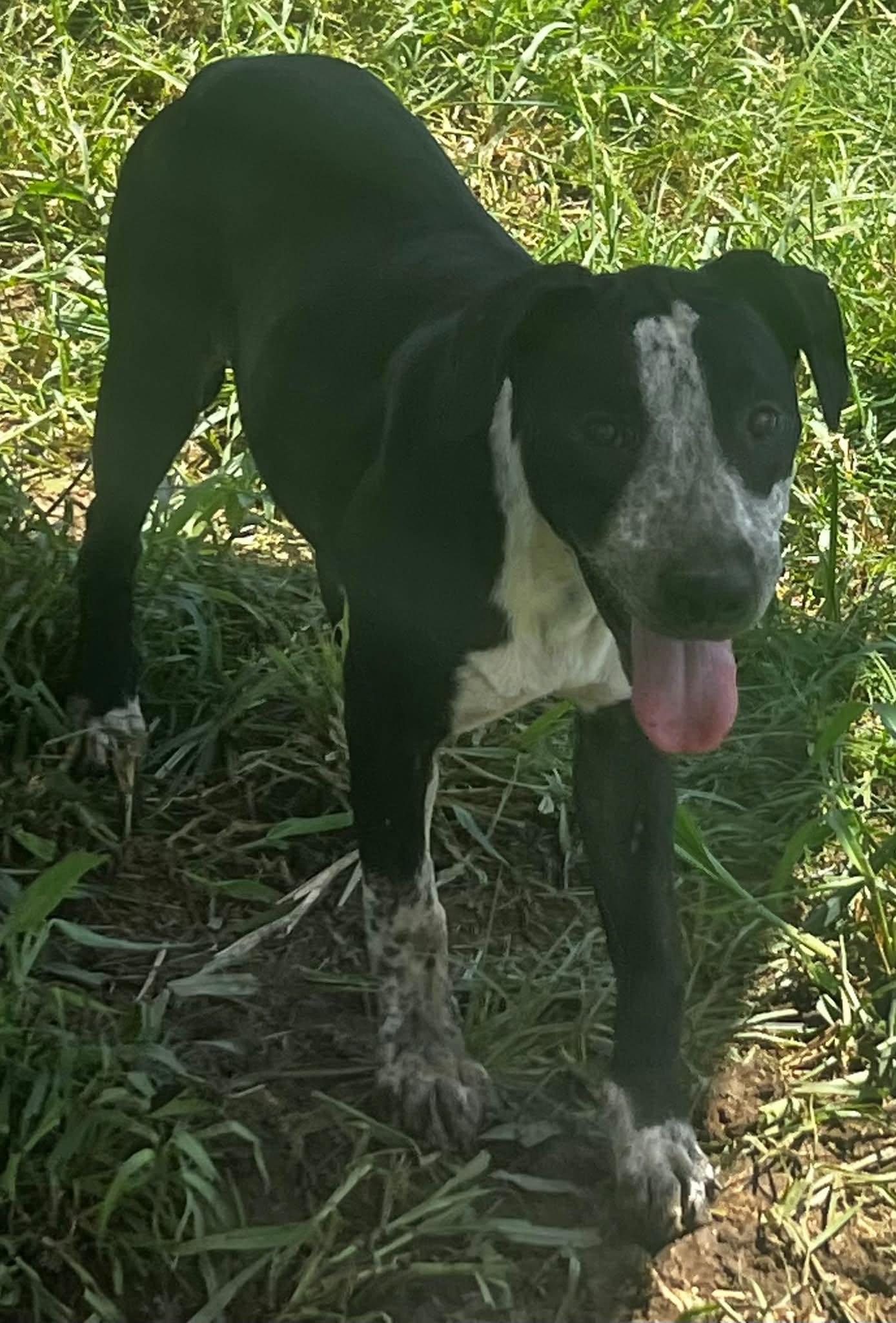 Enlarge Kitkat, a Adoptable Hound in Pryor, OK image 1/1