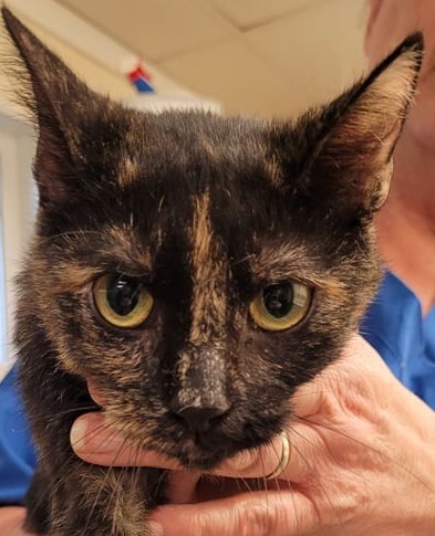 Jolene, Adoptable, Adult Female Domestic Short Hair.