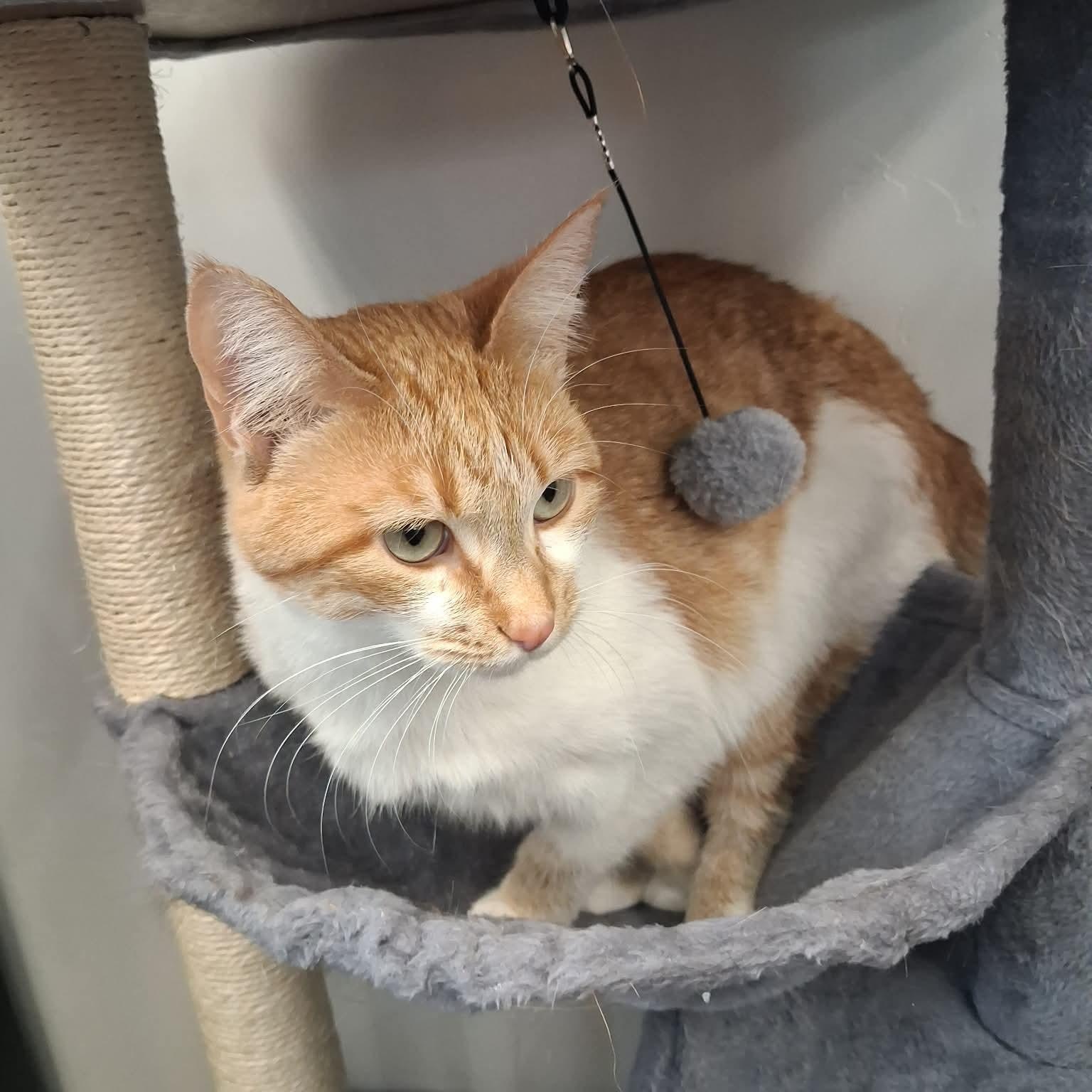 Kia, a ADOPTABLE Domestic Short Hair in Roosevelt, UT image 1/4