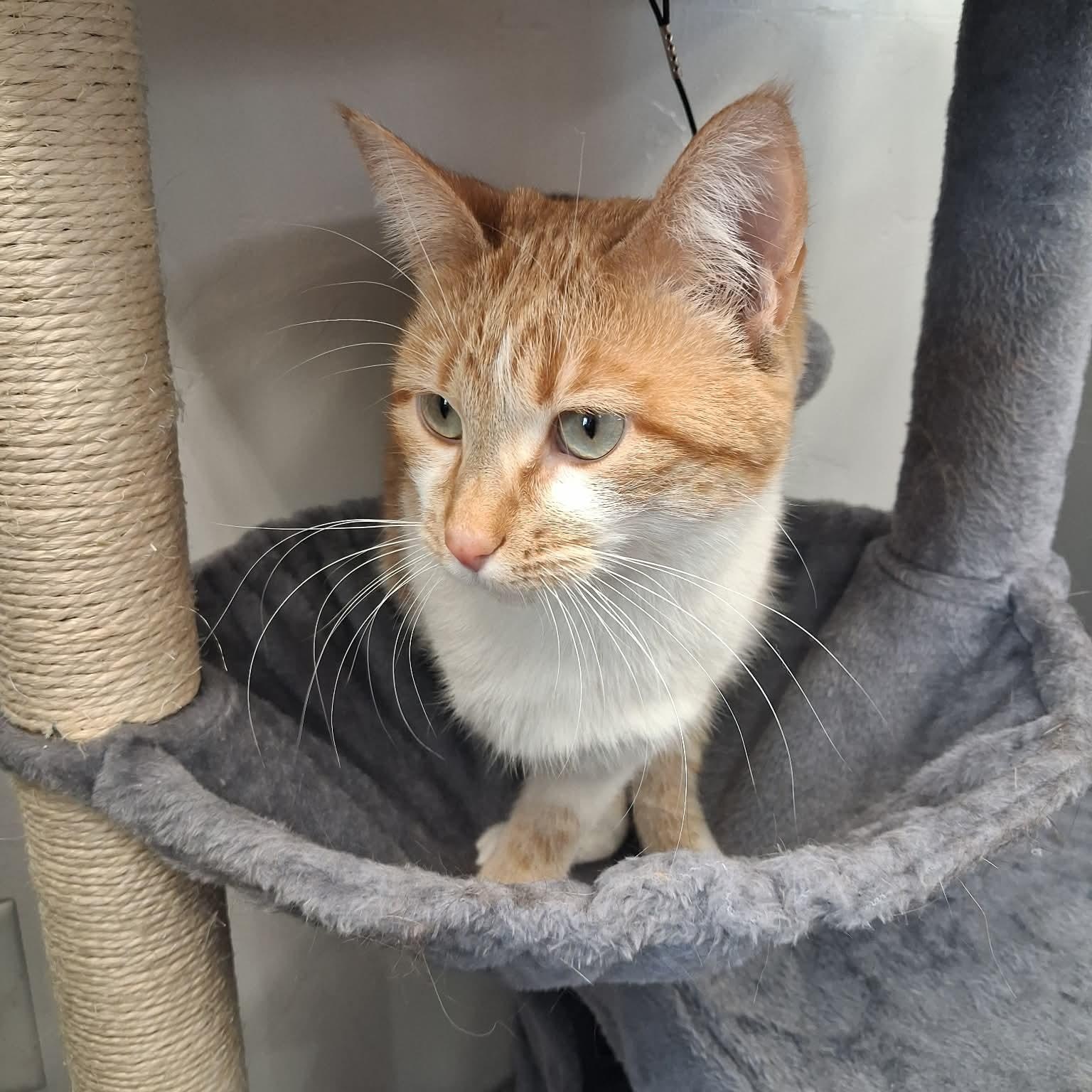 Kia, a ADOPTABLE Domestic Short Hair in Roosevelt, UT image 2/4