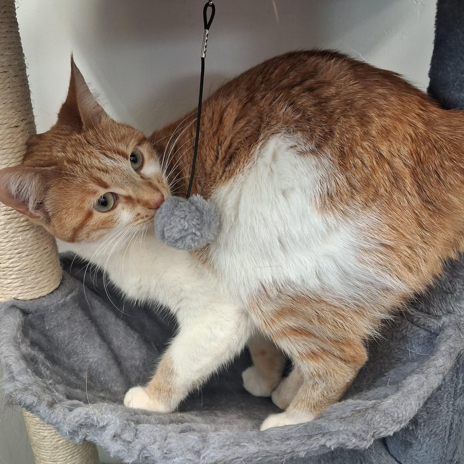 Kia, a ADOPTABLE Domestic Short Hair in Roosevelt, UT image 3/4