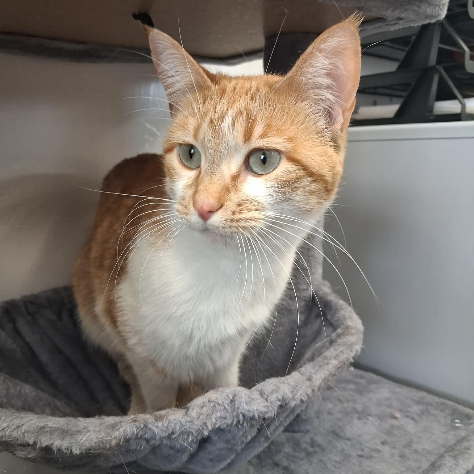 Kia, ADOPTABLE, Adult Female Domestic Short Hair.