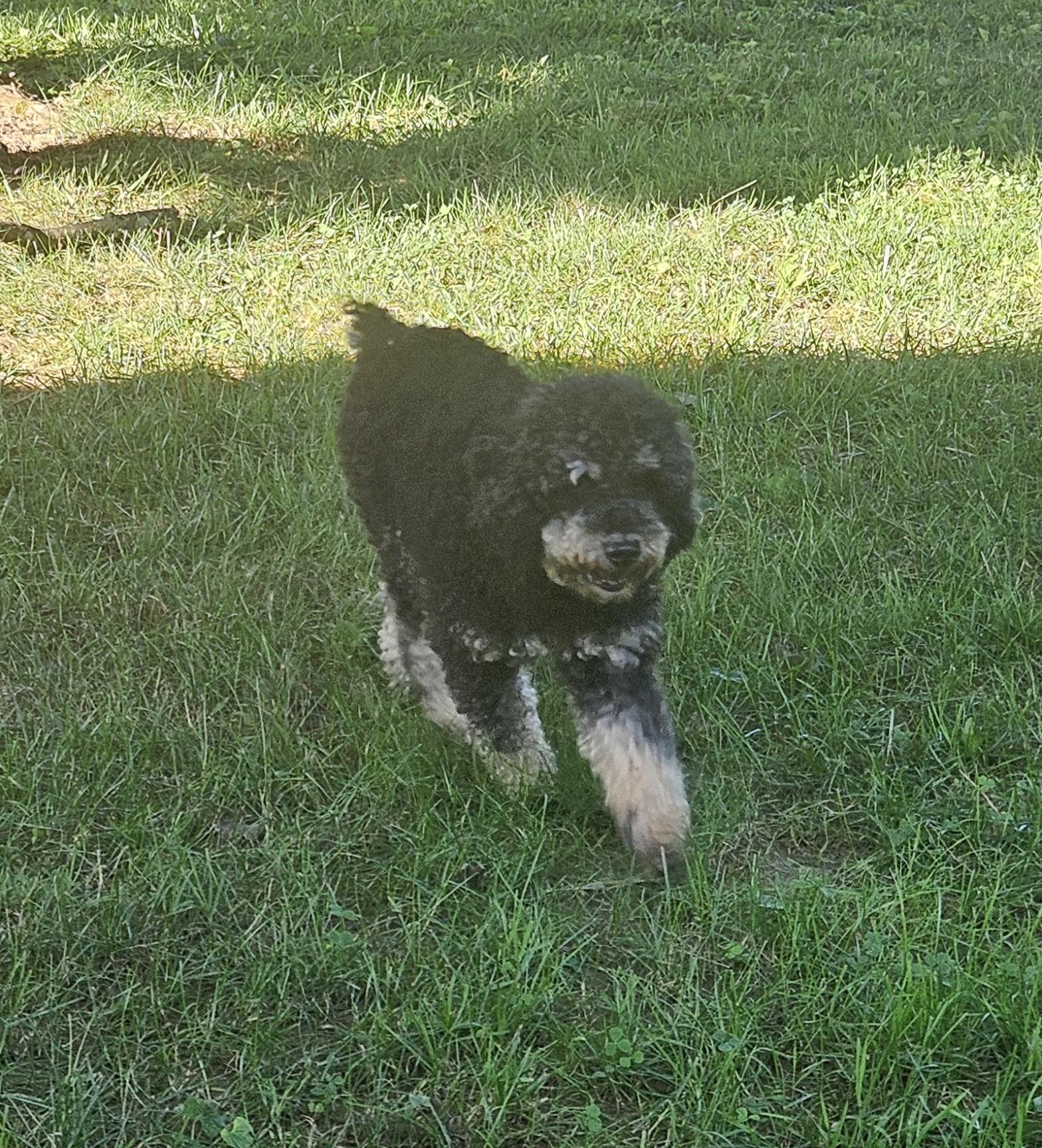 Maya, Adoptable, Adult Female Miniature Poodle.